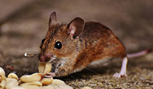 24 Hour & Emergency Exterminators in Fairview, KY